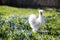 White hen on the flower yard