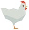 White hen icon. Polygonal farm bird. Chicken animal