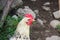 White hen outside standing by the chicken house. Chicken, poultry. Farm animals. Fowl outdoors. Free range chickens. Chicken