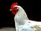 White hen in profile view with bright red crest and dark blurry wooden barn door background