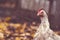 White hen walks in the paddock. A white hen walks in an aviary on an autumn day on a farm