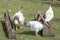 White hens with black spots walk in the yard next to the feeder