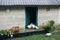 White hens and chickens are walking and eating in the village yard. Rustic style countryside photo. Domestic animals outdoors.