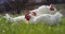 White hens on a farmland