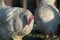 White hens graze in an outdoor garden on a sunny day