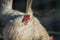 White hens graze in an outdoor garden on a sunny day