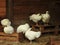 White hens in the wooden hen house