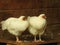 White hens in the wooden hen house