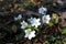 White hepatica