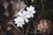 White Hepatica nobilis by Olterudelva River