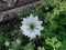 White herbal nigella flower against green foliage background in garden