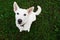 White herding dog is looking at you sitting on green grass background