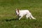 White Herding Dog Makes Turn With Eye Contact