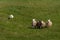 White Herding Dog Moves Four Sheep Ovis aries Through Field