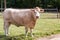 White Hereford Cow