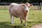 White Hereford Cow Front View