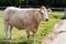 White Hereford Cow in Pasture