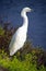 White Heron