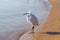 White heron on the beach , Egypt, Africa