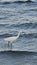 White heron on the beach next to Piale Pasa Avenue in Larnaca, Cyprus