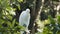 White heron bird