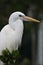 White Heron bird