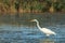 White heron bird