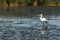 White heron bird