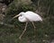 White Heron bird Stock Photos. Close-up profile view. White colour bird. Fluffywings. Moss and foliage background and foreground