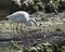 White Heron bird Stock Photos.  Great White Heron bird profile view. Image. Portrait. Picture. Building nest. White colour bird