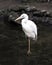 White Heron bird Stock Photos. Great White Heron bird standing in water. Picture. Portrait. Image. Moss rocks background