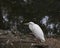 White Heron bird Stock Photos. Great White Heron picture. Portrait. Image. Resting by the water. White colour feathers plumage.