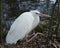 White Heron bird Stock Photos. Great White Heron resting by the water. Picture. Portrait. Image. White feathers plumage.