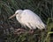White Heron Bird Stock Photos.  Image. Portrait. Picture. Close-up profile view. Resting on rock and foliage. Beautiful white bird