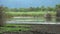 White Heron Birds Fly Over Wetland On A Windy Day