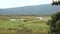 White Heron Birds Fly Over Wetland On A Windy Day