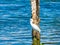 White heron birds seating on wood