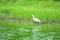 White Heron Bittern, Egret standing in the river and looking for victim with green grass.