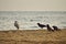 White heron and black crows at beach