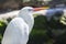 White Heron In Breeding Colors