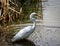 A white heron catches a fish amongst the reeds on the side of a lake