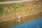 White heron catches fish in shallow water. Copy space for text.