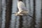 White heron or common egret flying