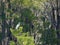 White Heron Egret against Spanish Moss Covered Trees Landscape