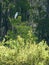 White Heron Egret against Spanish Moss Covered Trees Portrait