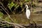 White Heron Egret Ardea Alba witting on a bench in the Danube