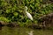 White Heron Egret Ardea Alba witting on a bench in the Danube