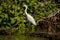 White Heron Egret Ardea Alba witting on a bench in the Danube