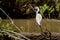 White Heron Egret Ardea Alba witting on a bench in the Danube