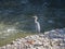 White Heron, Egret Bird On the Pebbles in front of the Creek of Water